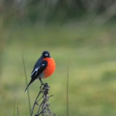 Petroica phoenicea (Flame Robin) at Maydena, TAS - 14 Sep 2022 by Rixon