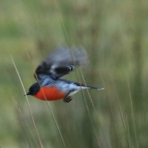 Petroica phoenicea at Maydena, TAS - suppressed