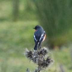 Petroica phoenicea at Maydena, TAS - suppressed