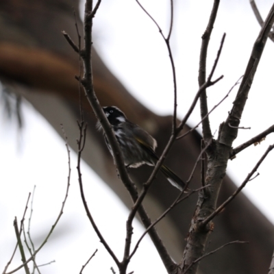 Phylidonyris novaehollandiae (New Holland Honeyeater) at Adventure Bay, TAS - 18 Sep 2022 by Rixon