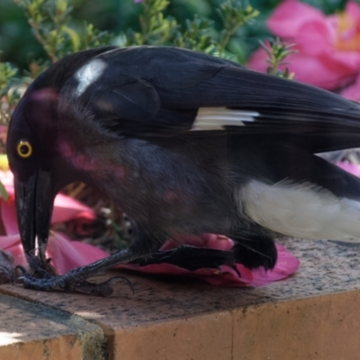 Strepera graculina (Pied Currawong) at Downer, ACT - 20 Sep 2022 by RobertD