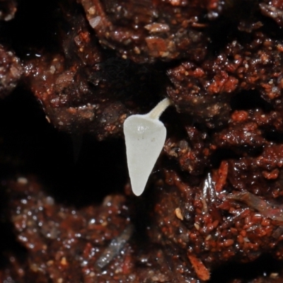 Mucronella sp. at Tidbinbilla Nature Reserve - 18 Aug 2022 by TimL