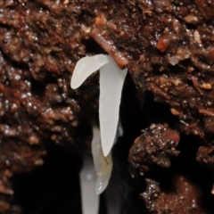 Mucronella sp. at Paddys River, ACT - 18 Aug 2022