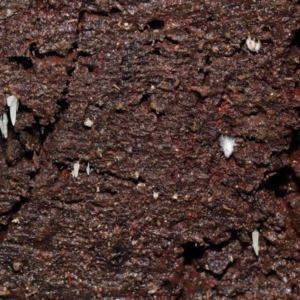 Mucronella sp. at Paddys River, ACT - 18 Aug 2022