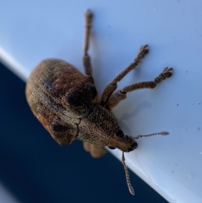 Gonipterus scutellatus (Eucalyptus snout beetle, gum tree weevil) at Jerrabomberra, NSW - 20 Sep 2022 by SteveBorkowskis