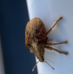 Gonipterus suturalis at Jerrabomberra, NSW - 20 Sep 2022