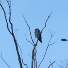 Eurystomus orientalis (Dollarbird) at Rugosa - 20 Sep 2022 by SenexRugosus