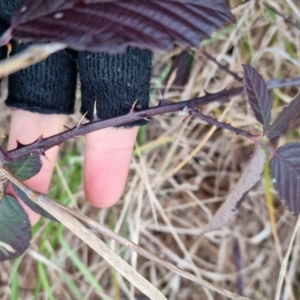 Rubus fruticosus species aggregate at Bungendore, NSW - 18 Sep 2022