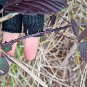 Rubus fruticosus sp. aggregate at Bungendore, NSW - 18 Sep 2022