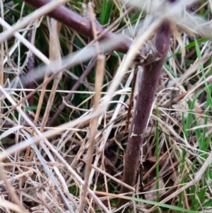 Rubus fruticosus species aggregate at Bungendore, NSW - 18 Sep 2022