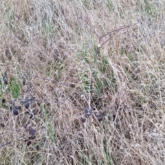 Rubus fruticosus species aggregate at Bungendore, NSW - 18 Sep 2022