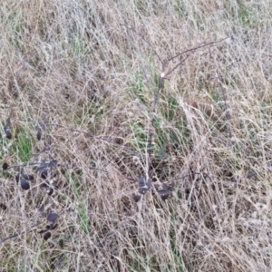 Rubus fruticosus species aggregate at Bungendore, NSW - 18 Sep 2022