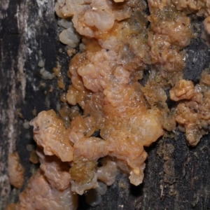 Gelatinous, on wood – genus uncertain at Paddys River, ACT - 18 Aug 2022