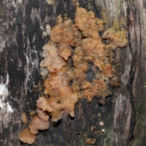 Gelatinous, on wood – genus uncertain at Paddys River, ACT - 18 Aug 2022