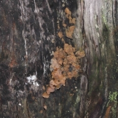 Gelatinous, on wood – genus uncertain at Paddys River, ACT - 18 Aug 2022