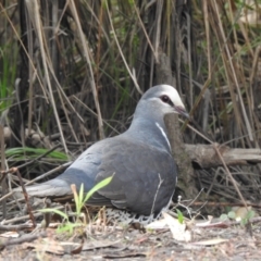 Leucosarcia melanoleuca (Wonga Pigeon) at Mungo Brush, NSW - 20 Sep 2022 by GlossyGal