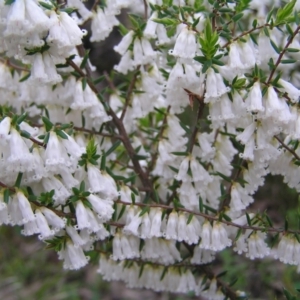 Styphelia fletcheri subsp. brevisepala at Aranda, ACT - 18 Sep 2022