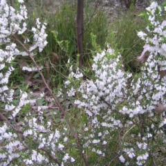 Leucopogon fletcheri subsp. brevisepalus at Aranda, ACT - 18 Sep 2022