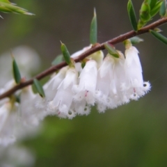 Styphelia fletcheri subsp. brevisepala at Aranda, ACT - 18 Sep 2022