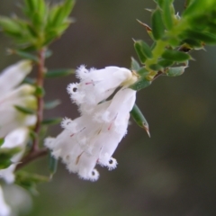 Leucopogon fletcheri subsp. brevisepalus at Aranda, ACT - 18 Sep 2022