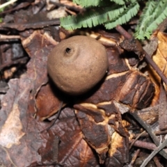 Geastrum sp. (Geastrum sp.) at Paddys River, ACT - 18 Aug 2022 by TimL