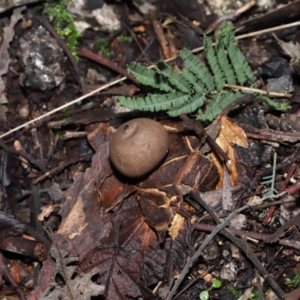 Geastrum sp. at Paddys River, ACT - 18 Aug 2022