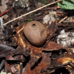 Geastrum sp. at Paddys River, ACT - 18 Aug 2022