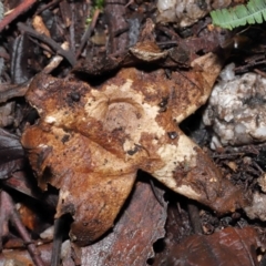 Geastrum sp. at Paddys River, ACT - 18 Aug 2022 11:29 AM