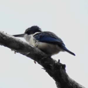 Todiramphus sanctus at Mungo Brush, NSW - 20 Sep 2022