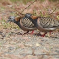 Geopelia humeralis (Bar-shouldered Dove) at Mungo Brush, NSW - 20 Sep 2022 by GlossyGal