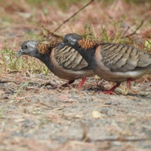 Geopelia humeralis (Bar-shouldered Dove) at Mungo Brush, NSW by GlossyGal