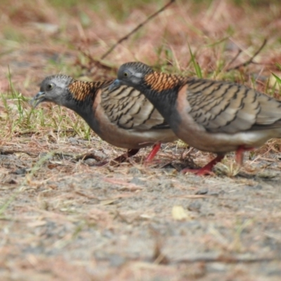 Geopelia humeralis (Bar-shouldered Dove) at Myall Lakes National Park - 20 Sep 2022 by GlossyGal