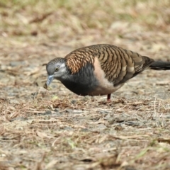 Geopelia humeralis at Mungo Brush, NSW - 20 Sep 2022