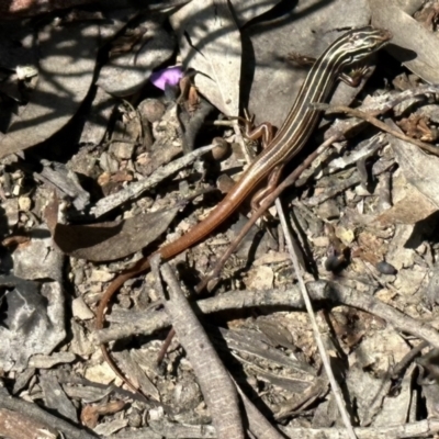 Ctenotus taeniolatus (Copper-tailed Skink) at Acton, ACT - 20 Sep 2022 by Pirom