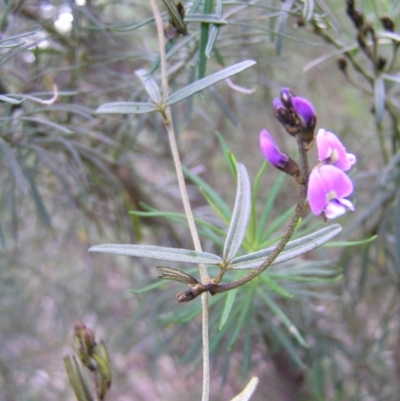 Glycine clandestina (Twining Glycine) at Aranda, ACT - 18 Sep 2022 by MatthewFrawley