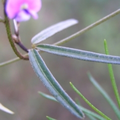 Glycine clandestina at Aranda, ACT - 18 Sep 2022