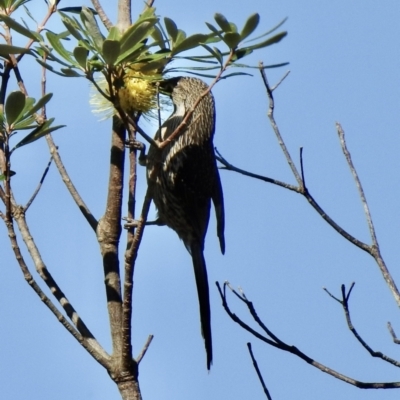 Anthochaera chrysoptera (Little Wattlebird) at Myall Lakes National Park - 20 Sep 2022 by GlossyGal