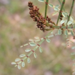 Indigofera adesmiifolia (Tick Indigo) at Aranda, ACT - 18 Sep 2022 by MatthewFrawley