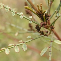 Indigofera adesmiifolia at Aranda, ACT - 18 Sep 2022