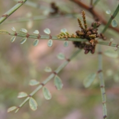Indigofera adesmiifolia at Aranda, ACT - 18 Sep 2022