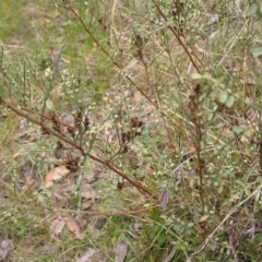 Indigofera adesmiifolia at Aranda, ACT - 18 Sep 2022