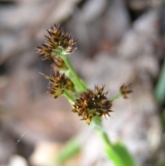 Luzula densiflora (Dense Wood-rush) at Aranda Bushland - 18 Sep 2022 by MatthewFrawley