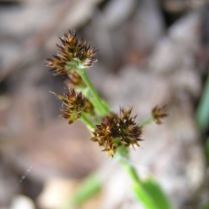 Luzula densiflora at Aranda, ACT - 18 Sep 2022