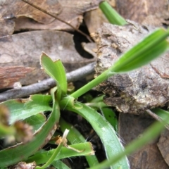 Luzula densiflora at Aranda, ACT - 18 Sep 2022