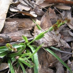 Luzula densiflora at Aranda, ACT - 18 Sep 2022