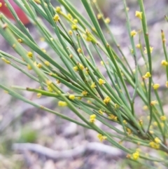 Exocarpos strictus (Dwarf Cherry) at Aranda, ACT - 18 Sep 2022 by MatthewFrawley