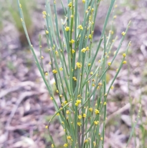 Exocarpos strictus at Aranda, ACT - 18 Sep 2022 02:17 PM