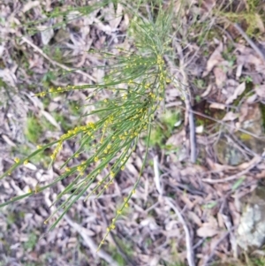 Exocarpos strictus at Aranda, ACT - 18 Sep 2022