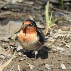 Hirundo neoxena (Welcome Swallow) at Myall Lakes National Park - 20 Sep 2022 by GlossyGal