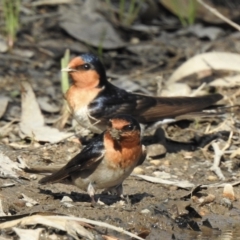 Hirundo neoxena at Mungo Brush, NSW - 20 Sep 2022